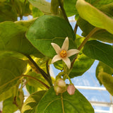 Solanum betaceum Yellow Fruit | Tamarillo | Tree Tomato | 20_Seeds