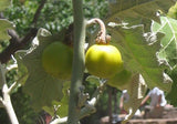 Solanum marginatum | Purple African & White Margined Nightshade | 50_Seeds