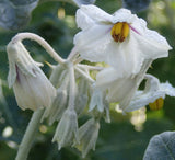 Solanum marginatum | Purple African & White Margined Nightshade | 50_Seeds