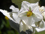 Solanum marginatum | Purple African & White Margined Nightshade | 50_Seeds