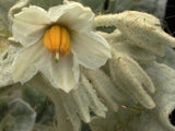 Solanum marginatum | Purple African & White Margined Nightshade | 50_Seeds