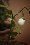 Solanum ovigerum | Easter Egg Plant | 5_Seeds