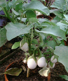Solanum ovigerum | Easter Egg Plant | 5_Seeds