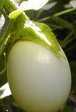 Solanum ovigerum | Easter Egg Plant | 5_Seeds