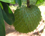 Annona muricata | Soursop | Dutch Durian | Guanabana  | 5_Seeds