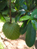 Annona muricata | Soursop | Dutch Durian | Guanabana  | 5_Seeds