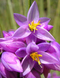 Sowerbaea juncea | Vanilla Rush Lily | 50_Seeds