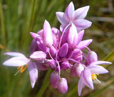 Sowerbaea juncea | Vanilla Rush Lily | 50_Seeds