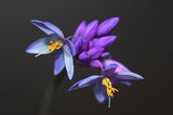 Sowerbaea juncea | Vanilla Rush Lily | 50_Seeds