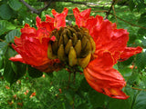 Spathodea campanulata | African Tulip Tree | Flame of The Forest | 20_Seeds