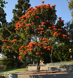 Spathodea campanulata | African Tulip Tree | Flame of The Forest | 20_Seeds
