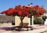 Spathodea campanulata | African Tulip Tree | Flame of The Forest | 20_Seeds