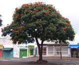 Spathodea campanulata | African Tulip Tree | Flame of The Forest | 20_Seeds