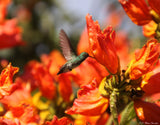 Spathodea campanulata | African Tulip Tree | Flame of The Forest | 20_Seeds