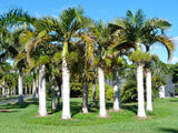 Hyophorbe verschaffeltii | Spindle Palm | 10_Seeds
