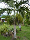Hyophorbe verschaffeltii | Spindle Palm | 10_Seeds
