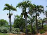 Hyophorbe verschaffeltii | Spindle Palm | 10_Seeds