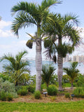 Hyophorbe verschaffeltii | Spindle Palm | 10_Seeds