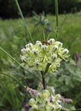 Asclepias stenophylla | Slimleaf Milkweed | 10_Seeds