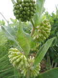 Asclepias stenophylla | Slimleaf Milkweed | 10_Seeds