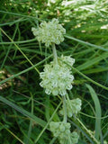 Asclepias stenophylla | Slimleaf Milkweed | 10_Seeds