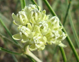 Asclepias stenophylla | Slimleaf Milkweed | 10_Seeds