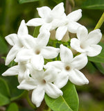 Stephanotis floribunda | Madagascar Jasmine | Waxflower | 5_Seeds