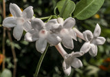Stephanotis floribunda | Madagascar Jasmine | Waxflower | 5_Seeds