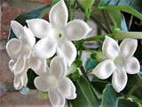 Stephanotis floribunda | Madagascar Jasmine | Waxflower | 5_Seeds