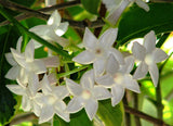 Stephanotis floribunda | Madagascar Jasmine | Waxflower | 5_Seeds