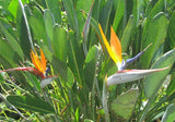 Strelitzia reginae Miniatures | 5_Seeds