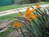 Strelitzia reginae Miniatures | 5_Seeds