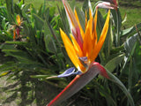Strelitzia reginae Miniatures | 5_Seeds