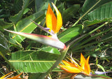 Strelitzia reginae Miniatures | 5_Seeds