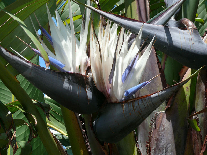 Strelitzia nicolai | Giant Bird of Paradise | Wild Banana