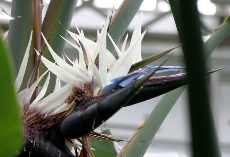 Strelitzia nicolai | Giant Bird of Paradise | Wild Banana