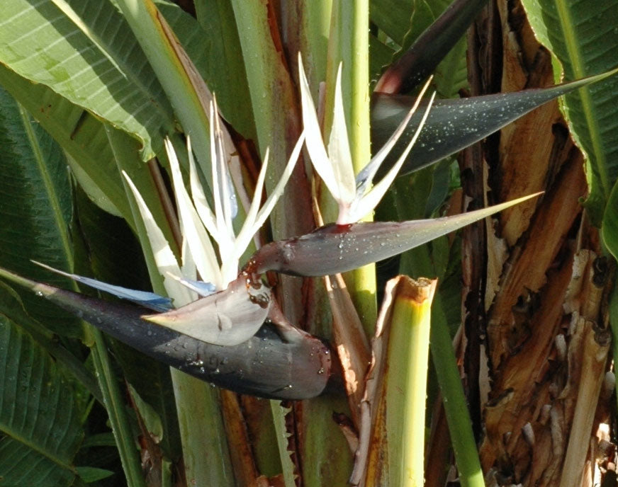 Strelitzia nicolai | Giant Bird of Paradise | Wild Banana