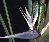 Strelitzia nicolai | Giant Bird of Paradise | Wild Banana | 5_Seeds