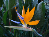 Strelitzia reginae | 5_Seeds