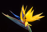 Strelitzia reginae | 5_Seeds