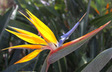 Strelitzia reginae | 5_Seeds