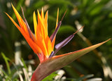 Strelitzia reginae | 5_Seeds