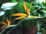 Strelitzia reginae | 5_Seeds
