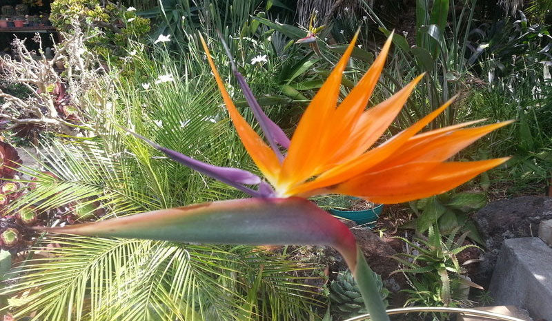 Strelitzia reginae Dwarf