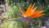 Strelitzia reginae Dwarf | 5_Seeds