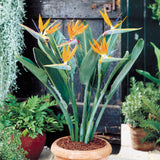 Strelitzia reginae Dwarf | 5_Seeds