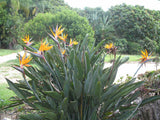 Strelitzia reginae Dwarf | 5_Seeds