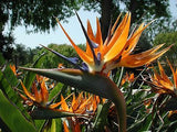 Strelitzia reginae Dwarf | 5_Seeds