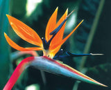 Strelitzia reginae Dwarf | 5_Seeds