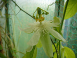 Passiflora subpeltata | White Passion Flower | 5_Seeds
